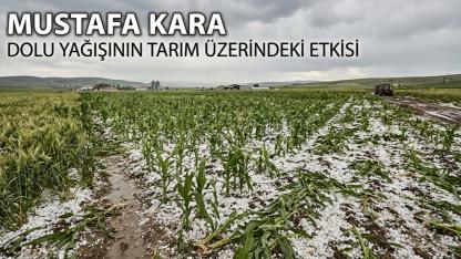 Gökyüzünden Düşen Dolunun Tarım Üzerindeki Yıkıcı Etkisi